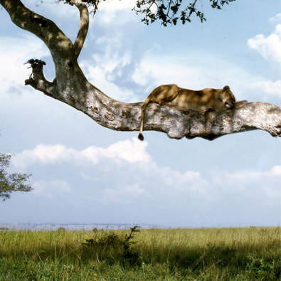 TREE CLIMBING LIONS